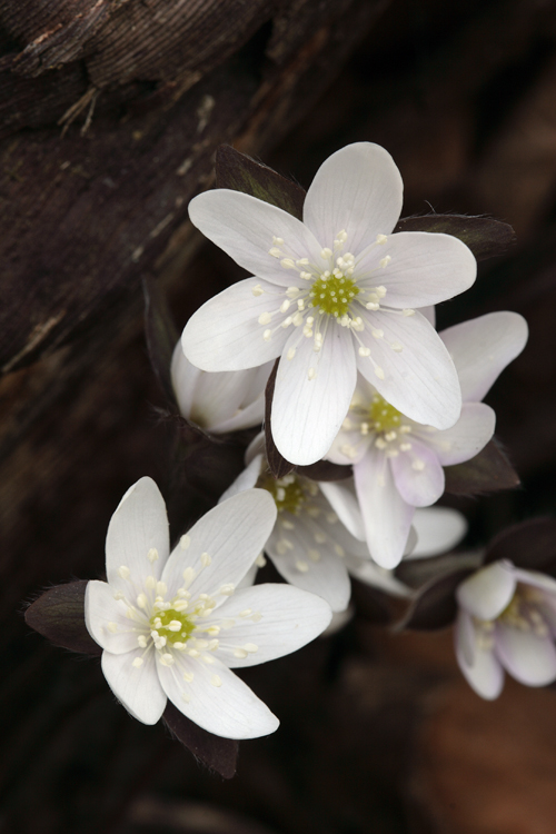 Hepatica acutiloba