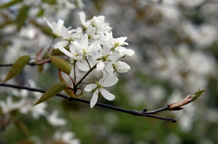 Amelanchier arborea