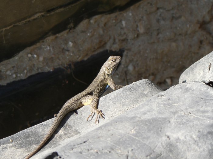 Sceloporus occidentalis Sceloporus occidentalis