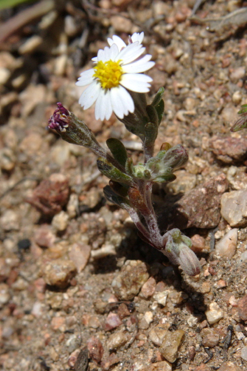 Syntrichopappus lemmonii