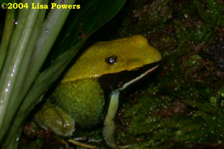 Mantella viridis