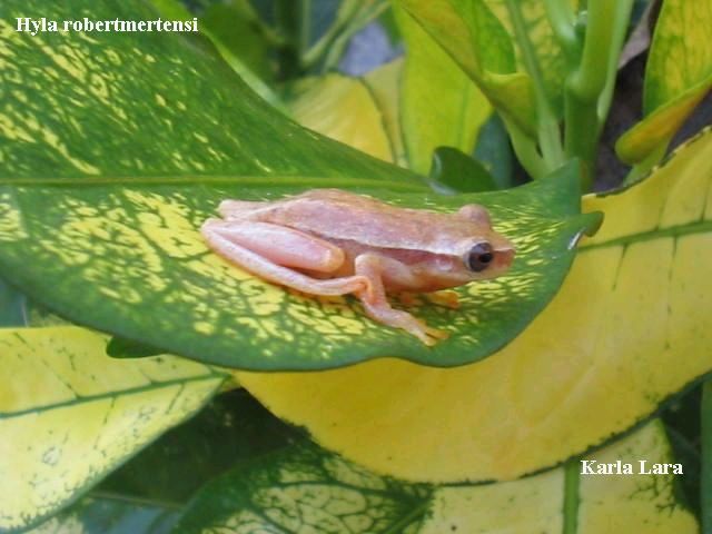 Dendropsophus robertmertensi