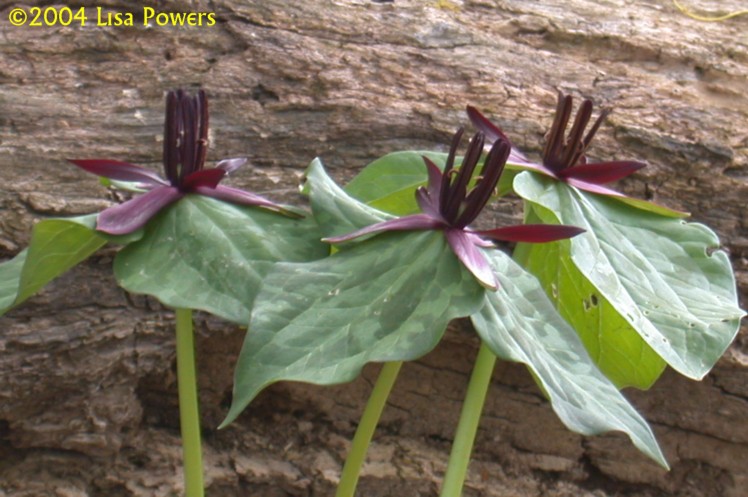 Trillium sessile Trillium sessile