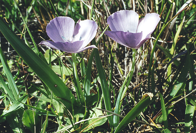 Calochortus uniflorus Calochortus uniflorus