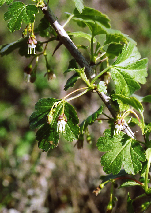 Ribes divaricatum var. pubiflorum Ribes divaricatum var. pubiflorum