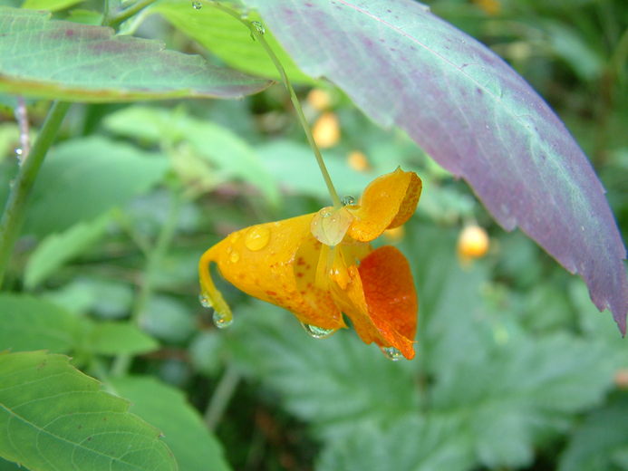 Impatiens capensis Impatiens capensis