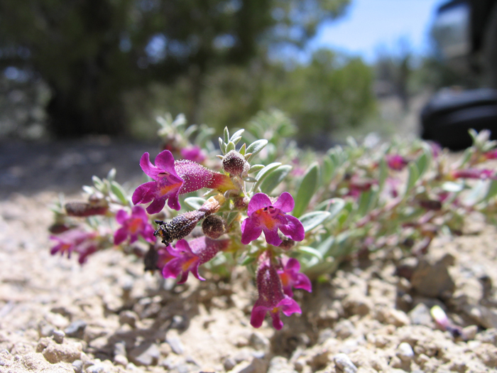 Penstemon thompsoniae Penstemon thompsoniae
