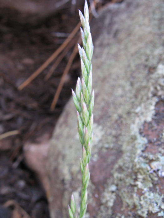 Poa fendleriana ssp. longiligula