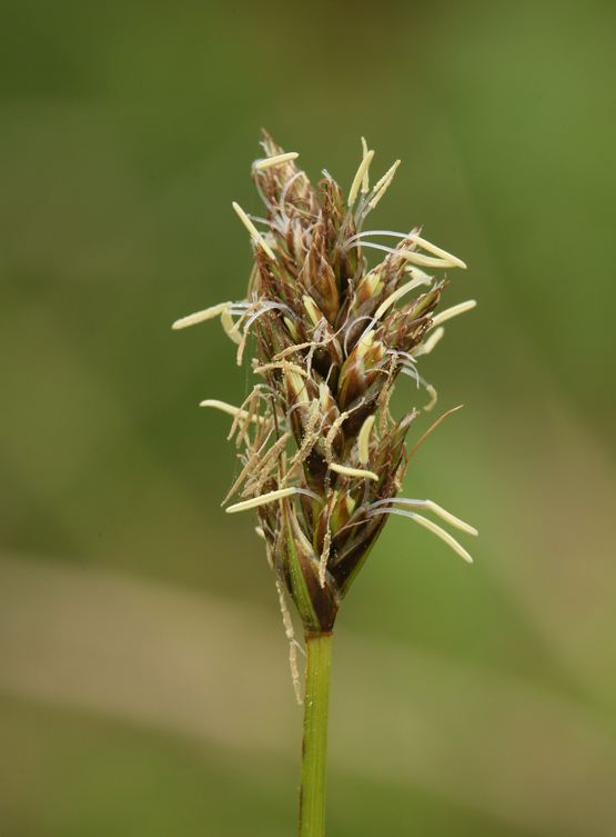 Carex harfordii