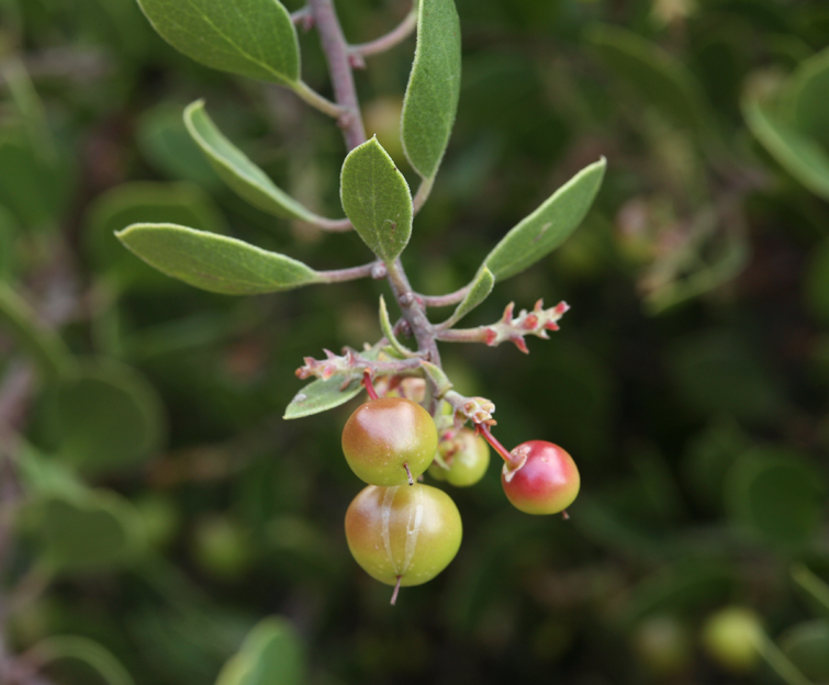 Arctostaphylos rudis