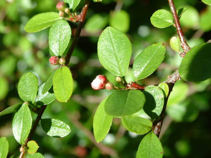 Cotoneaster nitens Cotoneaster nitens