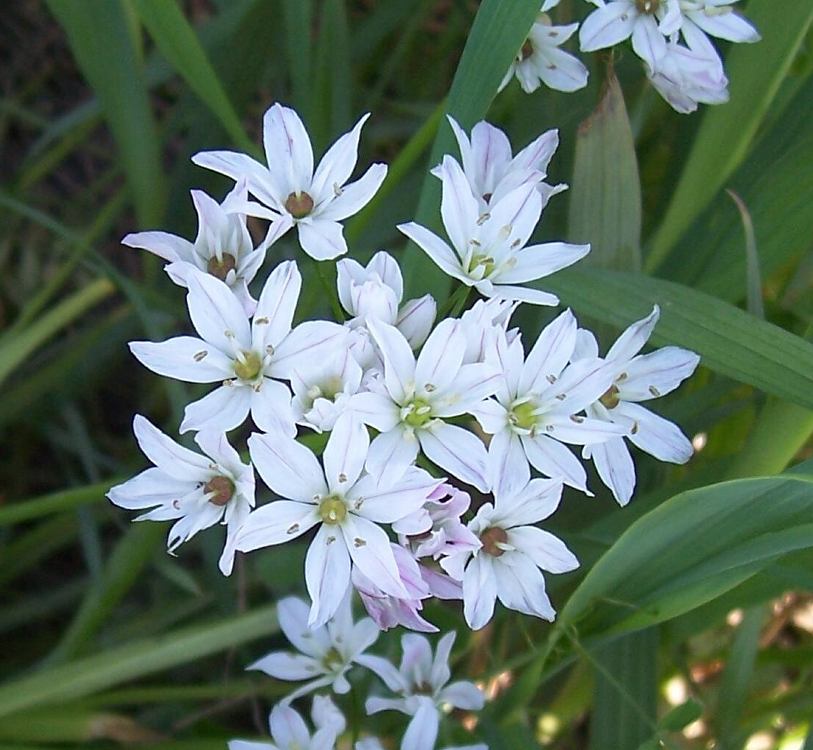 Allium trifoliatum