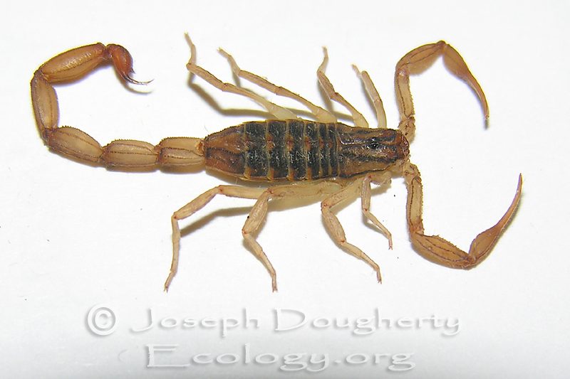 Centruroides noxius Centruroides noxius