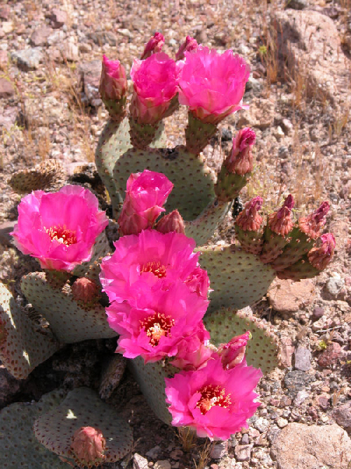Opuntia basilaris