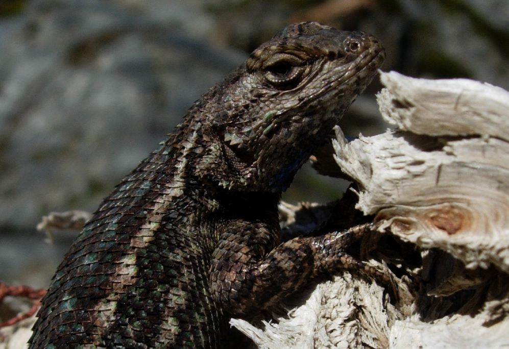 Sceloporus occidentalis Sceloporus occidentalis