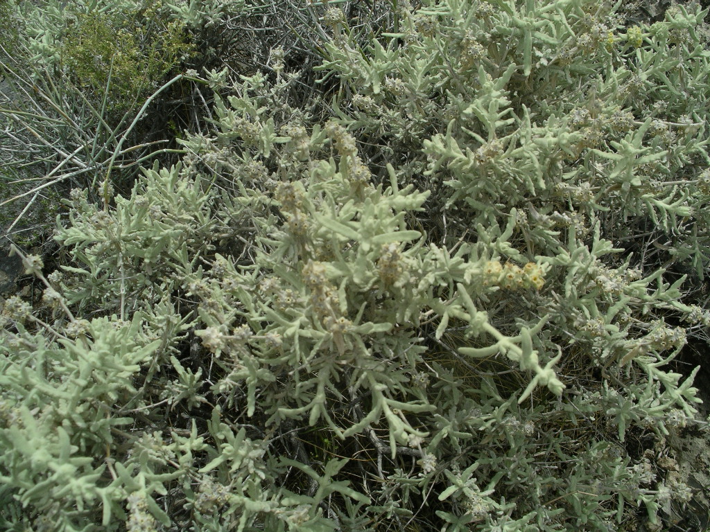 Buddleja utahensis Buddleja utahensis