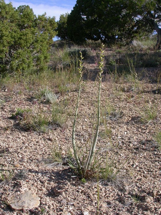 Caulanthus crassicaulis var. glaber