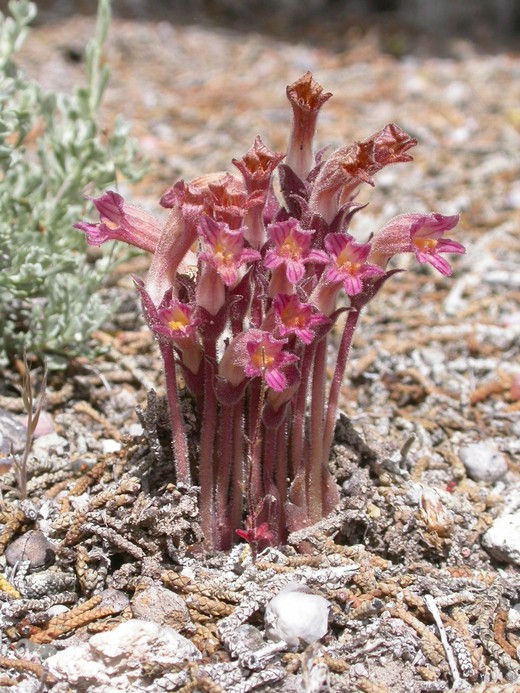 Orobanche fasciculata Orobanche fasciculata