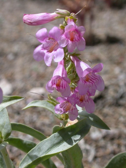 Penstemon confusus Penstemon confusus