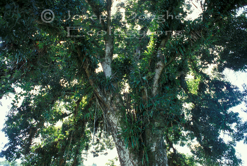 Rainforest tree thickly covered with epiphytic plants.