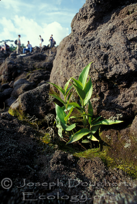 Early colonizing plants take hold on an old lave flow on the shoulder of Arenal Volcano.