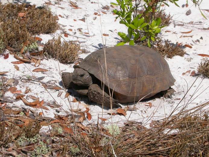 Gopherus polyphemus Gopherus polyphemus