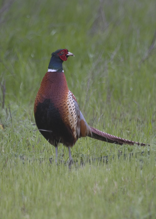 Phasianus colchicus