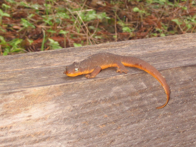 Taricha torosa Taricha torosa