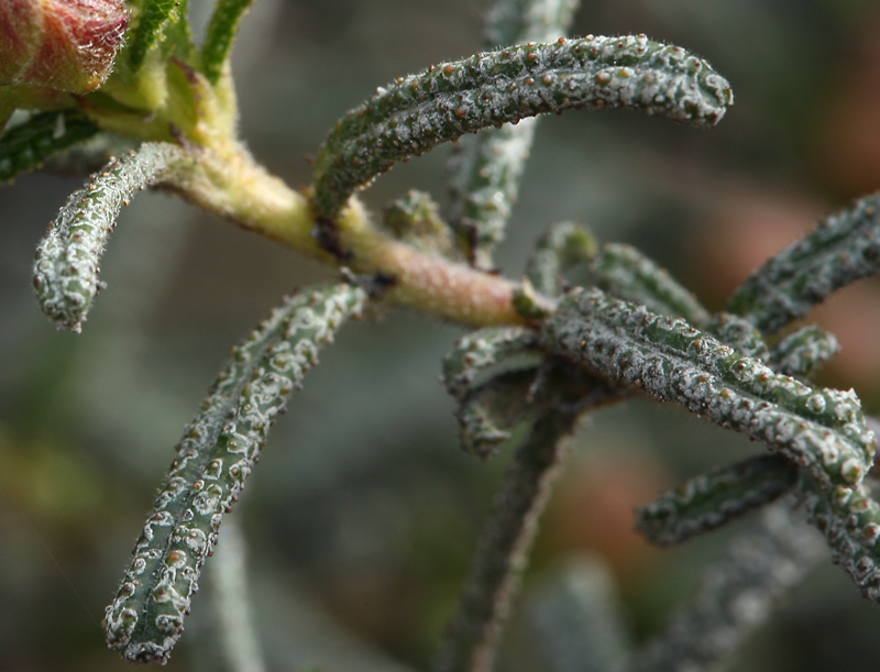 Ceanothus papillosus