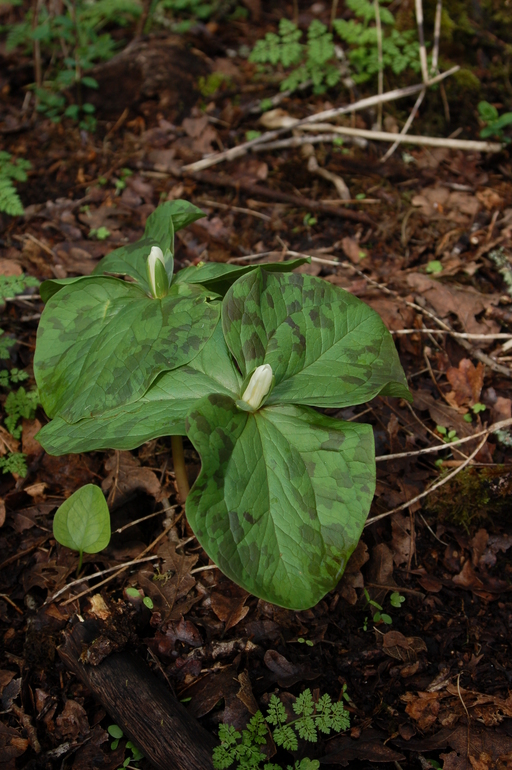 Trillium albidum ssp. parviflorum Trillium albidum ssp. parviflorum