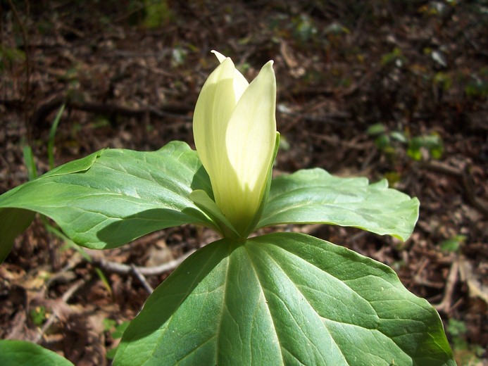 Trillium albidum Trillium albidum