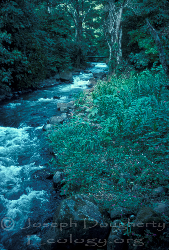 Rainforest stream in Costa Rica's Meseta Central.