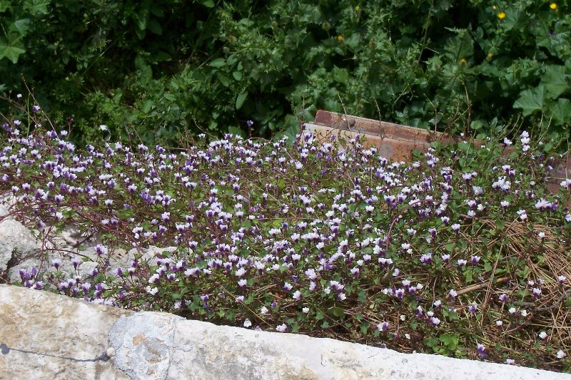 Cymbalaria muralis