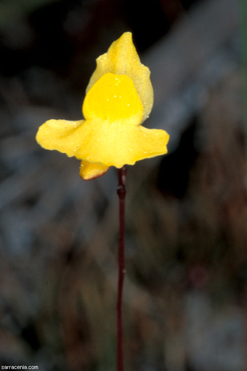 Utricularia subulata