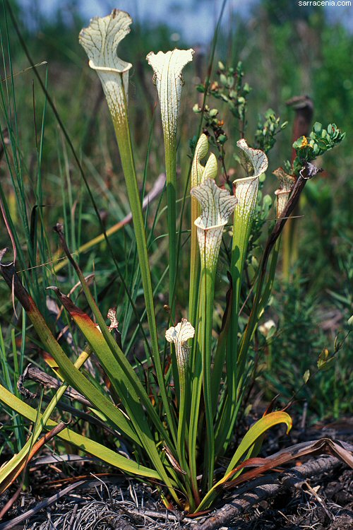 Sarracenia leucophylla