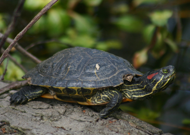 CalPhotos: Trachemys scripta; Pond Slider