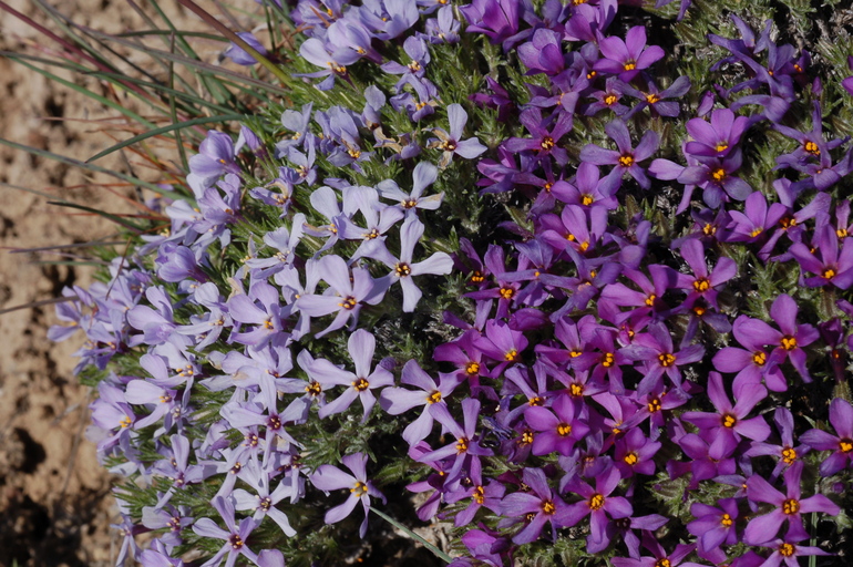 Phlox hoodii Phlox hoodii