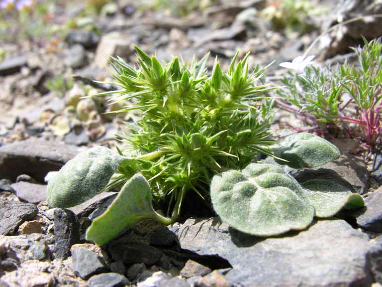 Chorizanthe rigida
