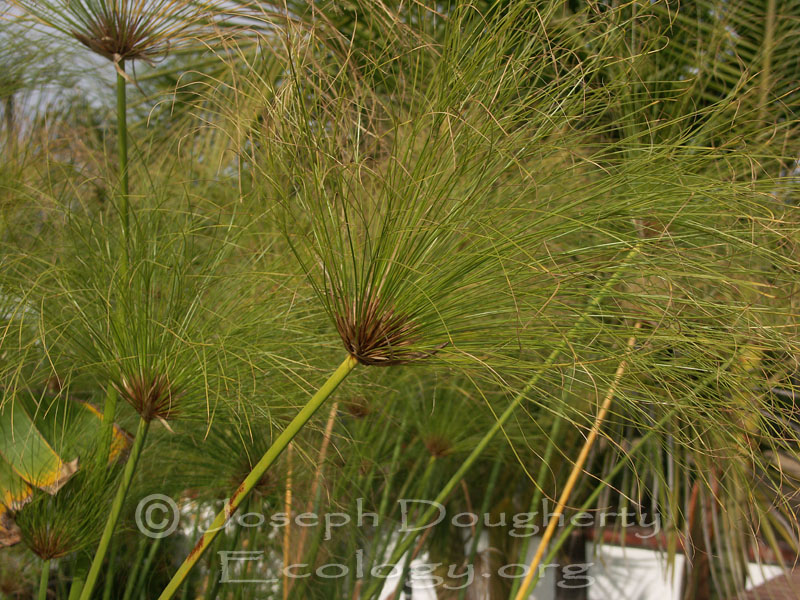 Cyperus papyrus