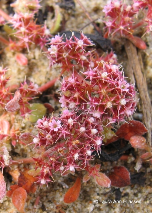 Chorizanthe eastwoodiae Chorizanthe eastwoodiae
