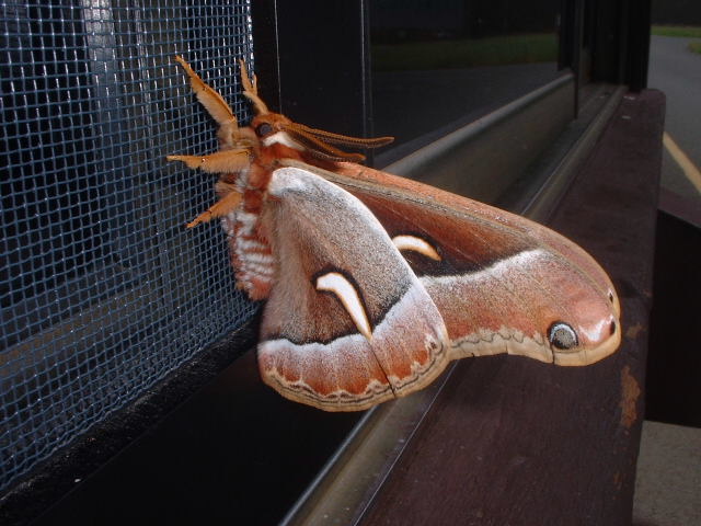 Hyalophora euryalus