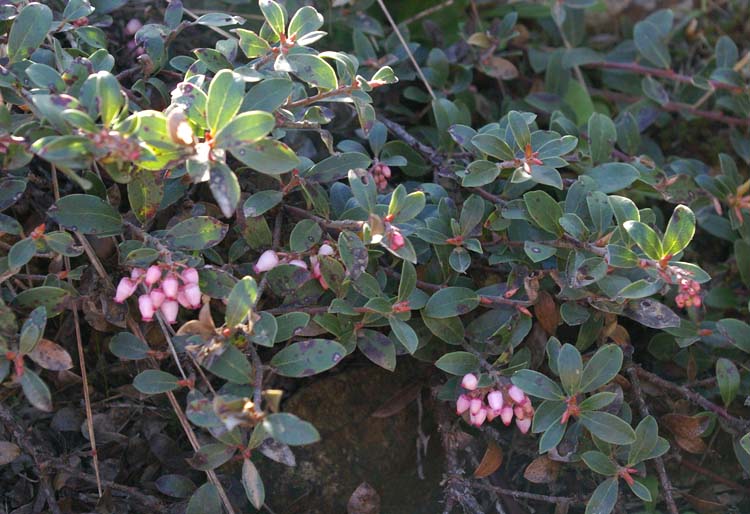 Arctostaphylos uva-ursi Arctostaphylos uva-ursi