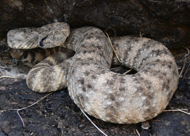 Crotalus mitchellii Crotalus mitchellii