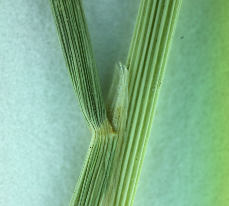 Calamagrostis crassiglumis