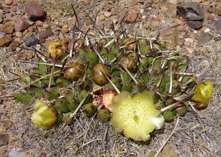 Maihuenopsis glomerata