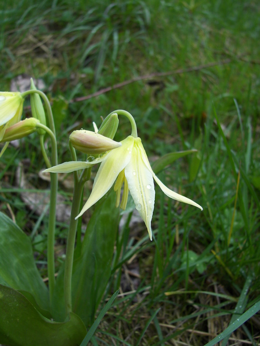 Erythronium oregonum Erythronium oregonum