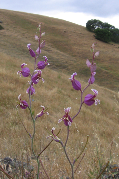 Streptanthus glandulosus ssp. glandulosus Streptanthus glandulosus ssp. glandulosus