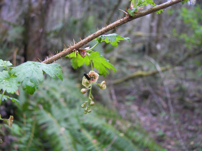 Ribes lacustre Ribes lacustre