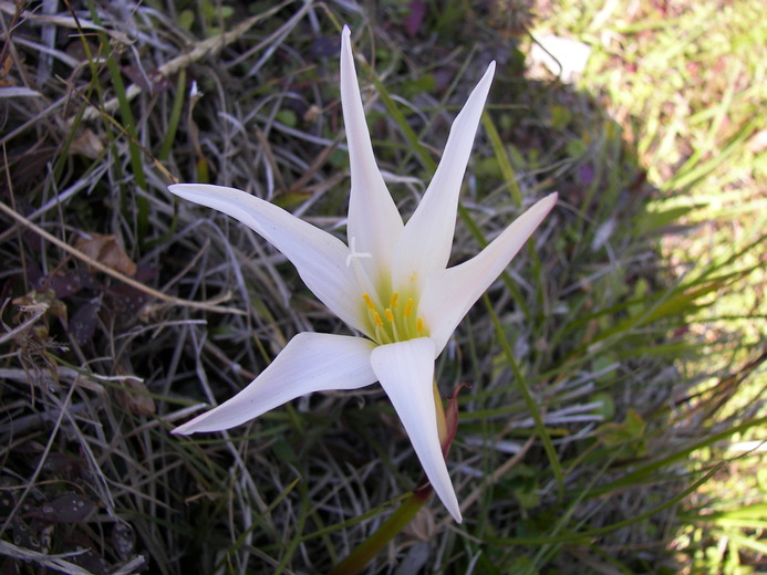 Zephyranthes atamasco Zephyranthes atamasco
