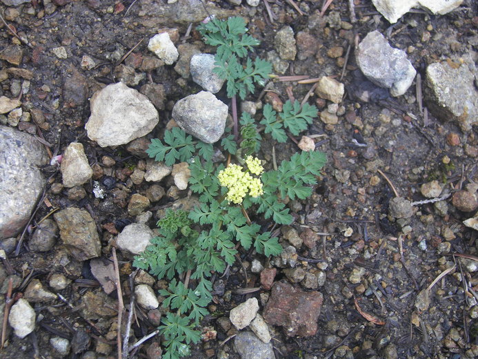 Lomatium martindalei Lomatium martindalei
